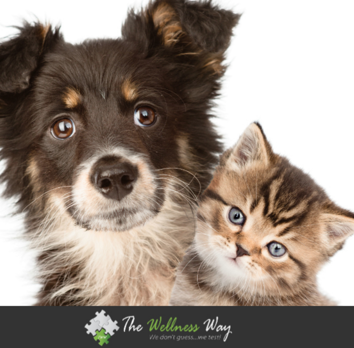 Healthy Pet Food For Healthy Dogs and Cats Pathway to Wellness